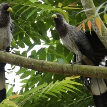 White-bellied go-away bird