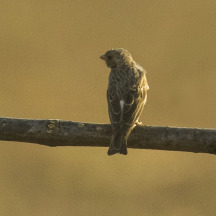 White-winged Seedeater
