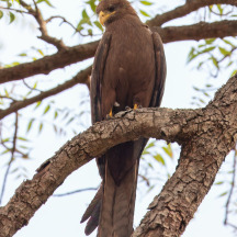 Yellow-billed Kite