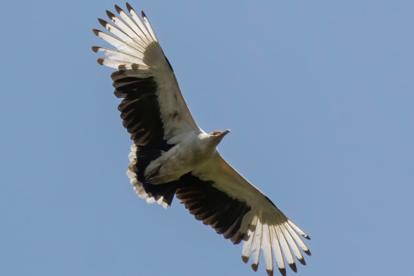 Palm-nut vulture