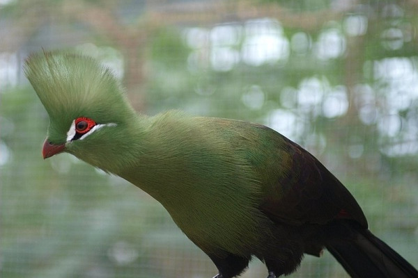 Guinea Turaco
