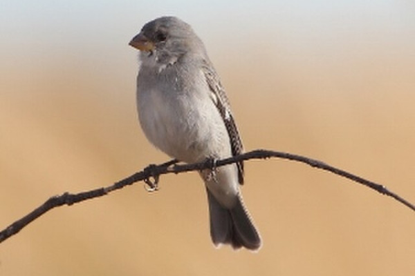 Plumbeous Seedeater
