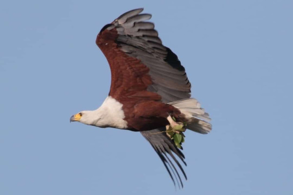 African fish eagle