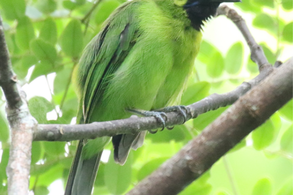Blue-winged Leafbird