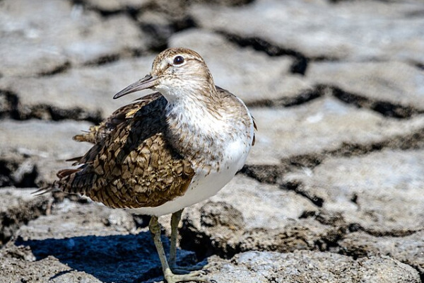 Common Sandpiper