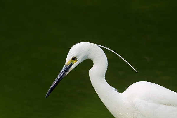 Little Egret