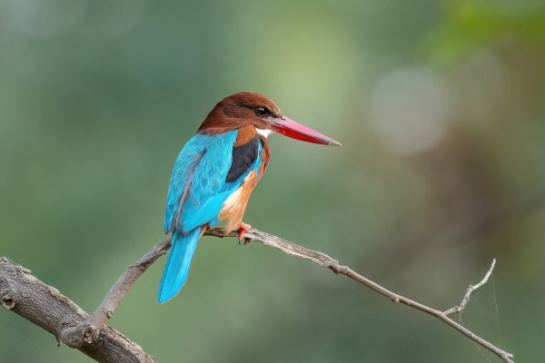 White-throated Kingfisher