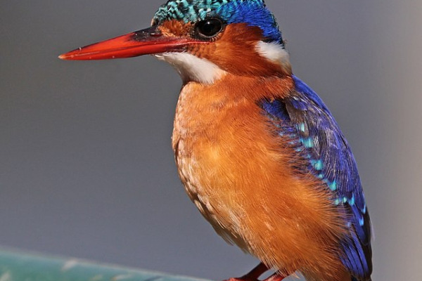 Malachite Kingfisher