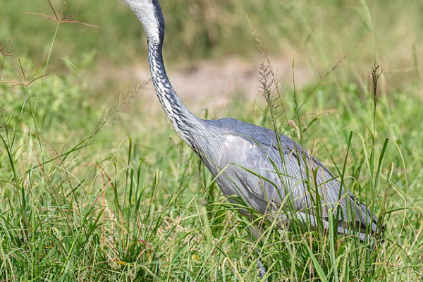 Black-headed Heron