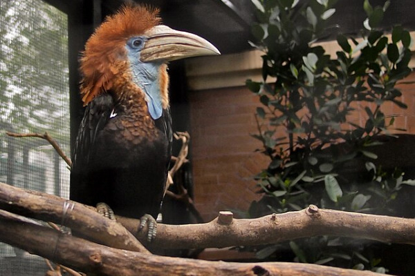Great Blue Turaco