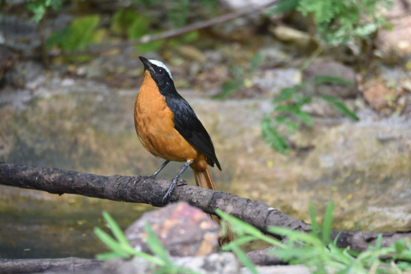 White-crowned Robin-Chat