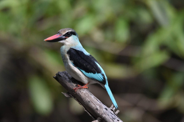 Woodland Kingfisher