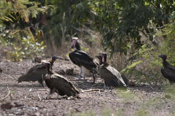 White-headed Vulture