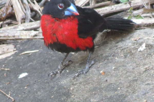 Crimson-breasted Shrike