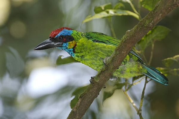 Crimson-winged Woodpecker