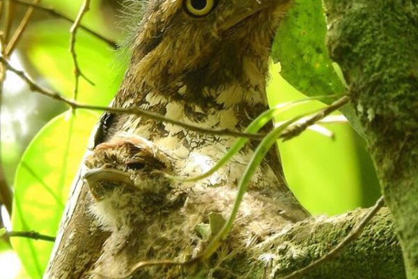 Javan Frogmouth