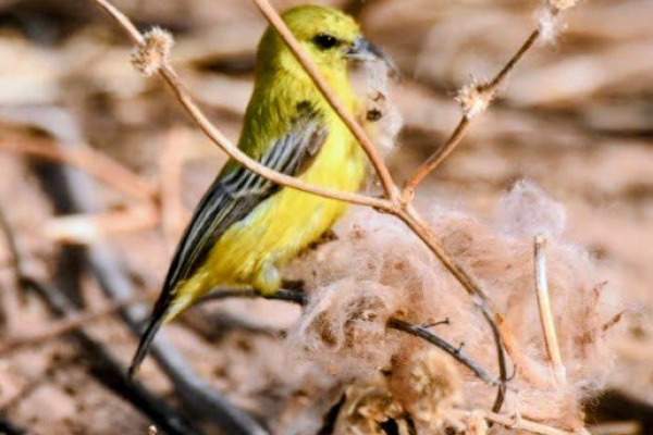 Yellow penduline tit