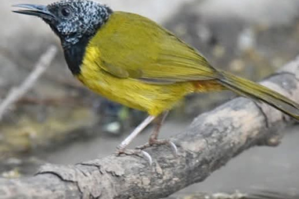 Oriole Warbler