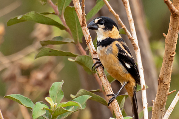 Yellow-bellied Seedeater