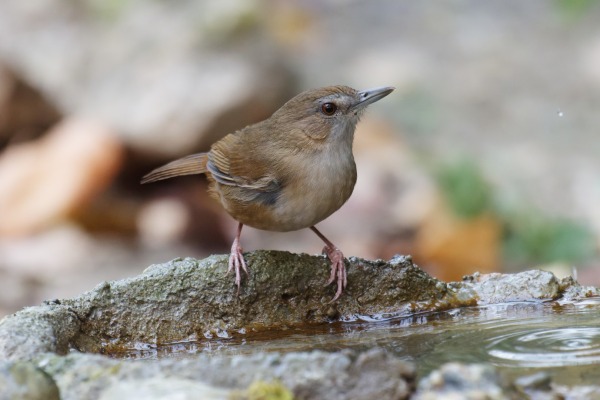 Abbott's babbler