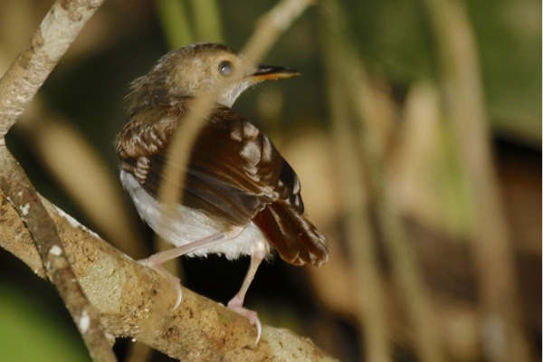 Abbott's babbler