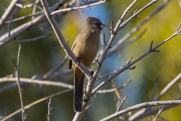 Abert's towhee