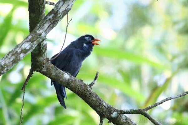 Abyssinian catbird