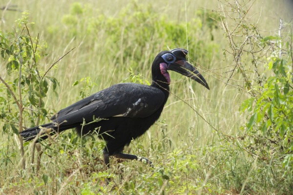 Abyssinian ground hornbill