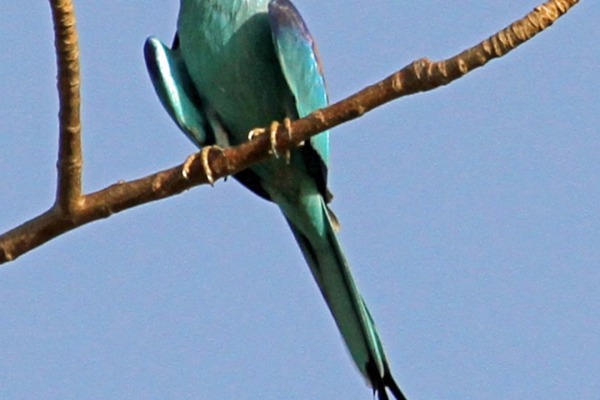 Abyssinian Roller