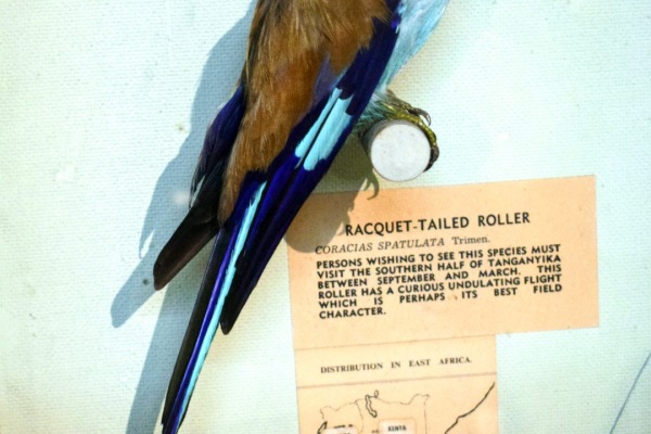 Abyssinian roller