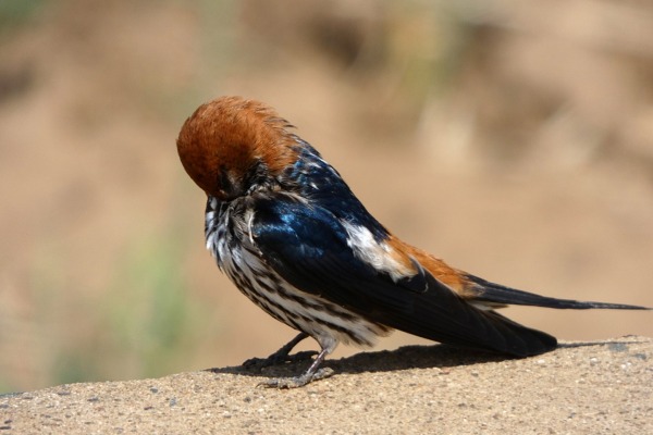 Abyssinian Swallow
