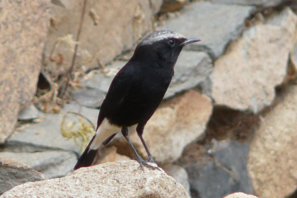 Abyssinian Wheatear