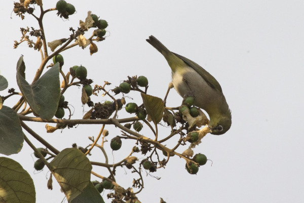 Abyssinian White-eye