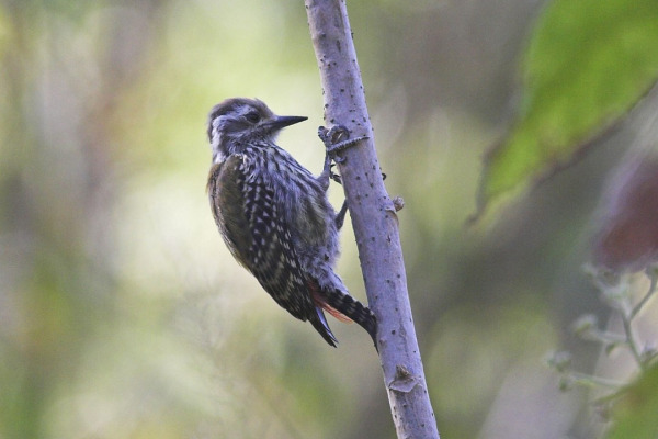 Abyssinian woodpecker