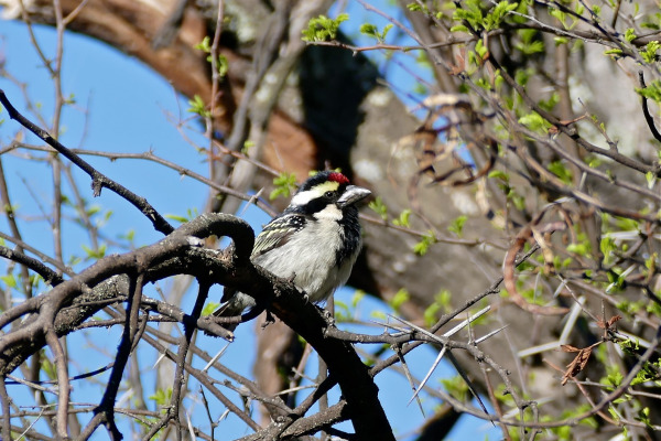 Acacia Pied Barbet
