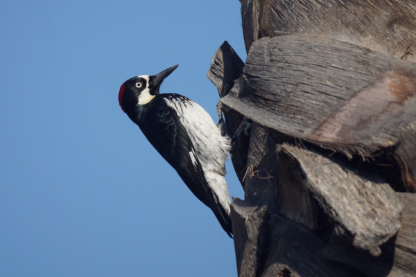Acorn Woodpecker