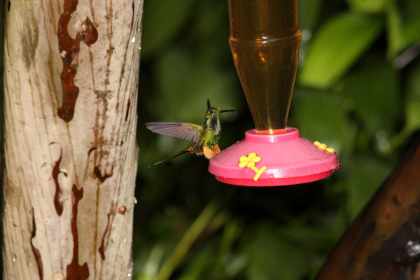 Adda's Crested Flycatcher