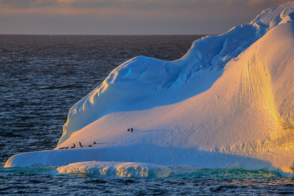 Adelie Penguin