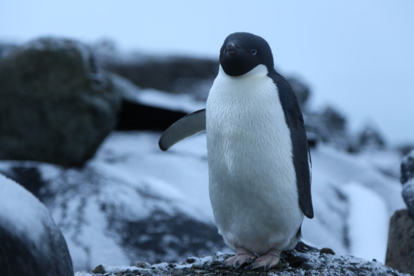 Adelie Penguin