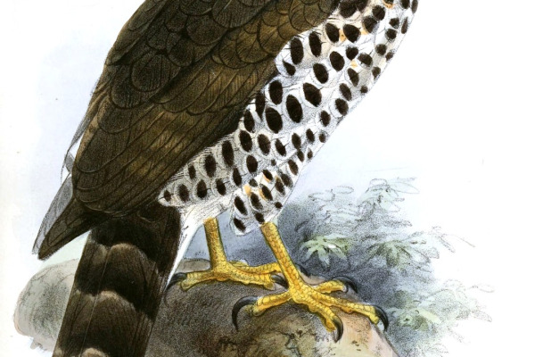 African Banded Snake Eagle