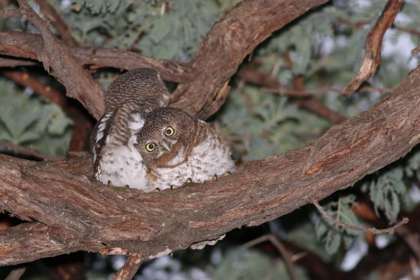 African Barred Owlet