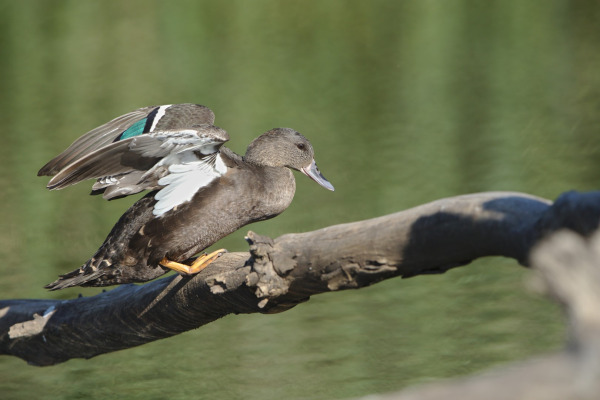 African Black Duck