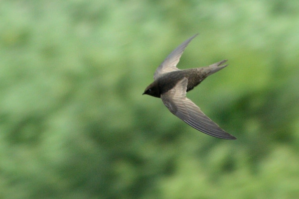 African Black Swift