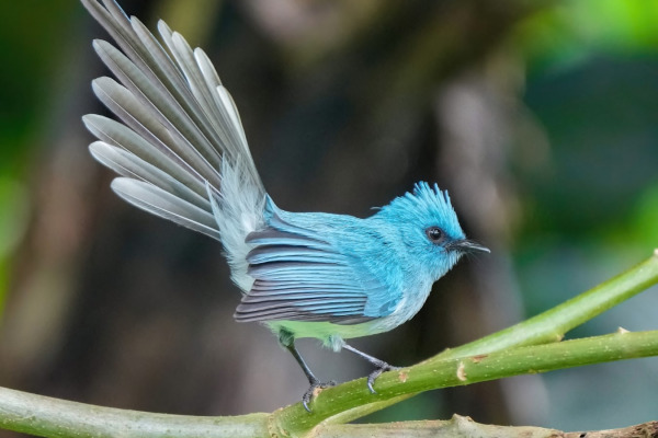 African Blue Flycatcher