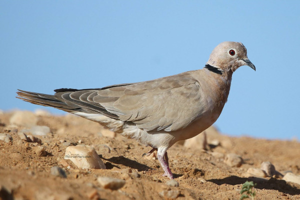 African Collared Dove