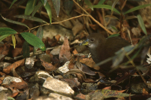 African Crake
