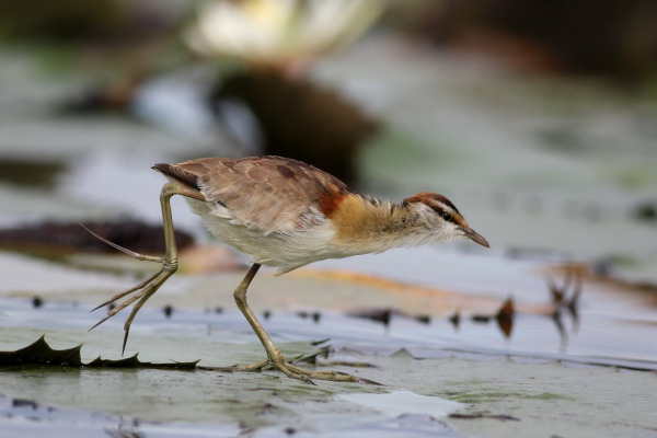 African Crake