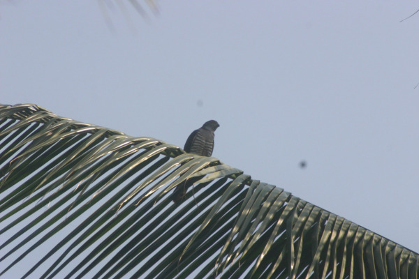 African Cuckoo Hawk