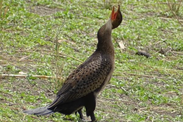 African Darter