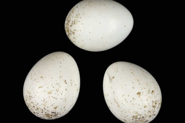 African Desert Warbler